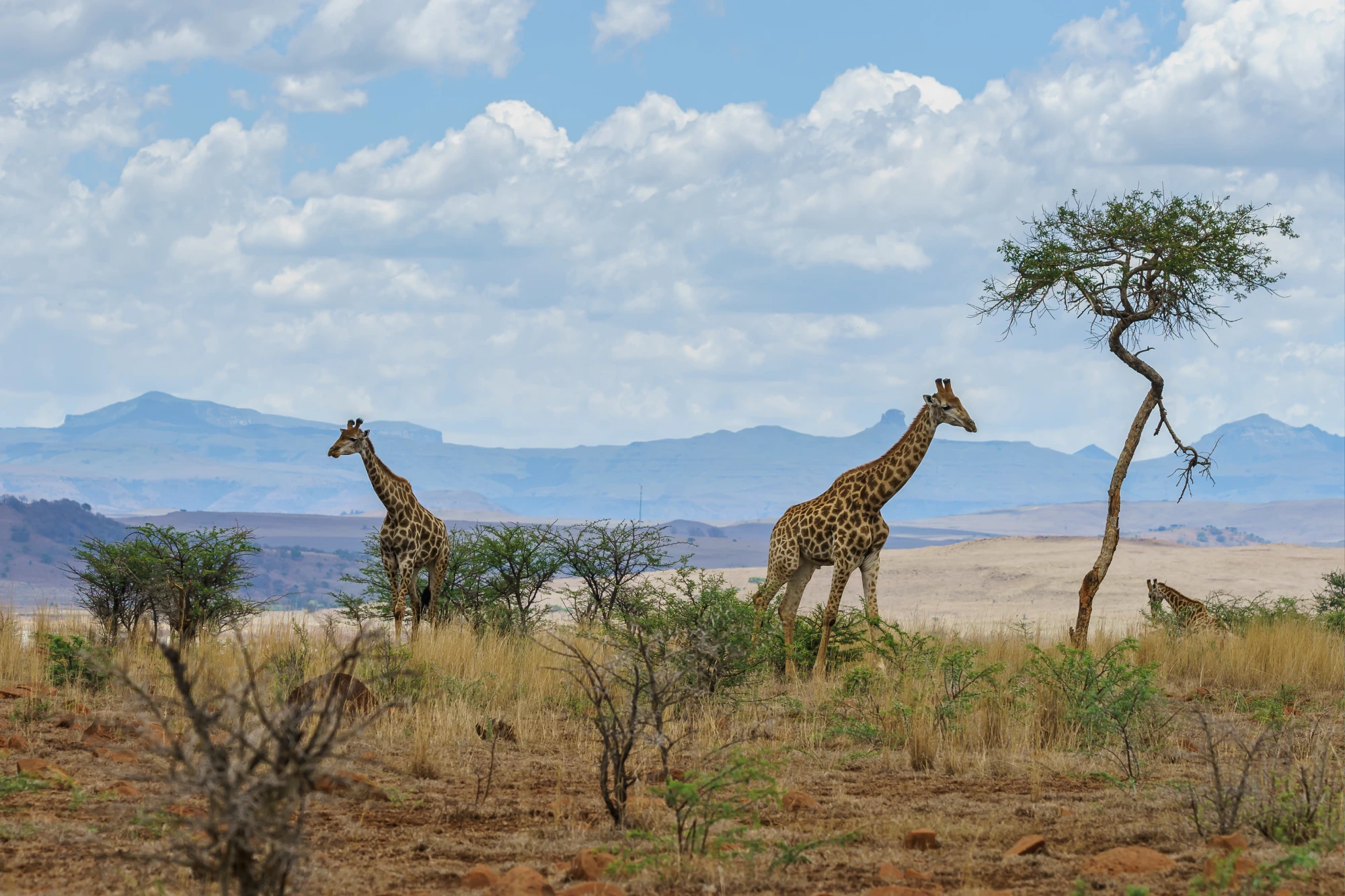 Tanzania